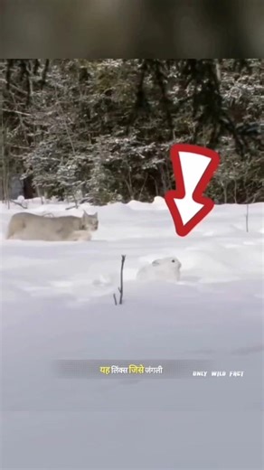 लिंक्स ने स्नो खरगोश और हिरण को बनाया अपना खाना | Jungle Cat VS Rabbit and Deer | #animals | #shorts