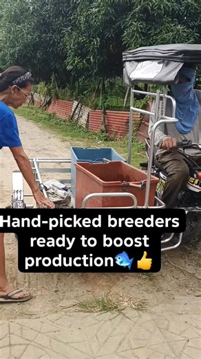 Hand picking healthy, active catfish to build broodstock for better hatchery result 👍 #catfishbreeding #catfishbroodstock #breederselection #CristinaPerez | Cristina Perez