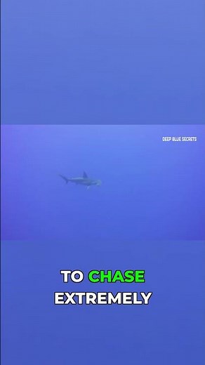 How This Shark Catches Prey Other Sharks Can't #ocean #hunting