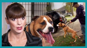 Meet the dog that walks his OWNERS! With all the hard work left to mom, Victoria Stilwell lays down the law to get the rest of the family involved! ▶ Get more dog training tips from Victoria Stilwell on her official site: https://positively.com ▶To enroll in Victoria’s dog training courses at the Victoria Stilwell Academy: https://www.vsdogtrainingacademy.com | Me Or The Dog