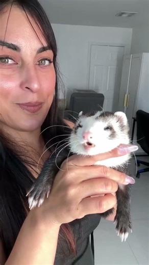 Warning: entering this cuddle puddle may cause extreme happiness and Ferret fusion activated #ferret