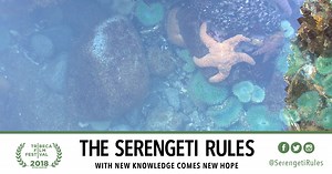 Science — The Serengeti Rules
