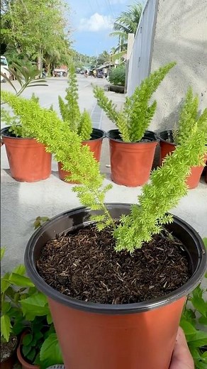 propagating foxtail ferns #foxtailfern #propagationtips #fernplant
