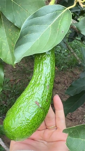 Hành trình phát triển của bơ 034🥑🥑,mình mất hơn 3 tháng để quay , bạn chỉ mất vài giây để ❤️