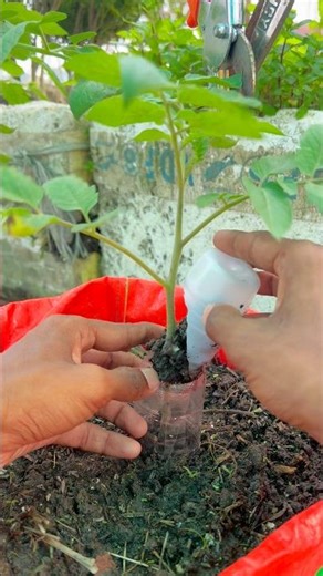 Simple way to care tomato plant by using unused plastic bottles and soil #tomato #gardening #garden