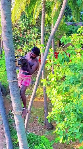 #chainsaw #treecuttining #foryoupage #fypシ゚viral