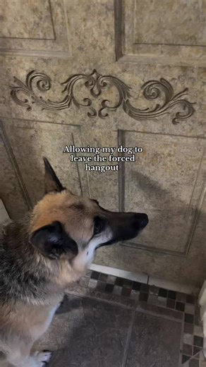 Funny Dog Escapes Forced Hangout Funny Moments