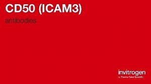 CD50 (ICAM3) antibodies from Thermo Fisher Scientific