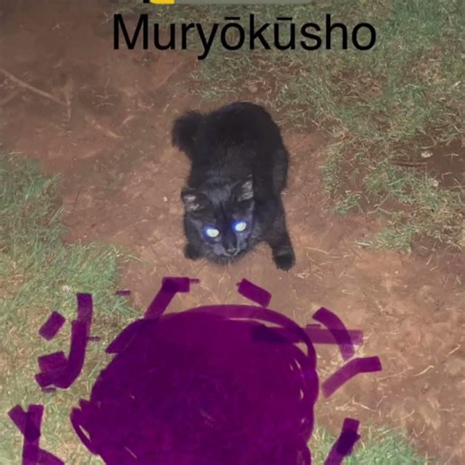 Désoler le chat noir c’est Gojo #music #phonk #phonkagressive #chat #cat #mercedes