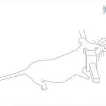 Video: A Technique for Serial Collection of Cerebrospinal Fluid from the Cisterna Magna in Mouse