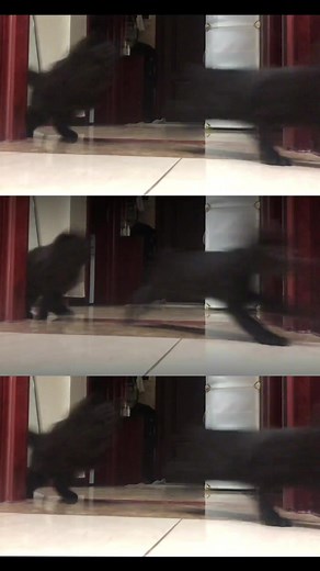 Parkour Cat: Fun and Adorable Cat Zoomies