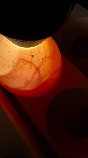 Indian runner duck 9 days in incubation. #indianrunnerducks #incubation #ducks #goodlife #ducklings