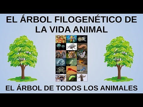 El Árbol Filogenético de los Animales