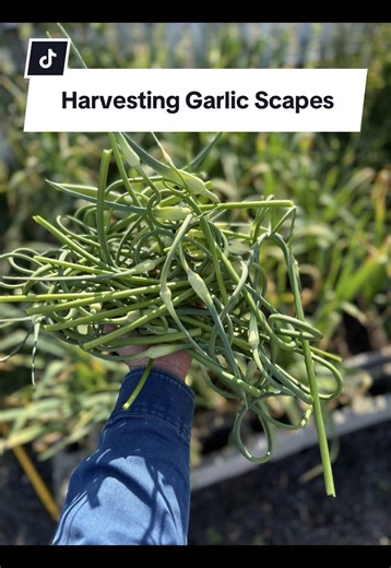 Harvesting Garlic Scapes: A Beginner Gardener's Guide