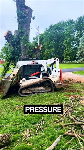 This big tree was pushed using a bulldozer until it fell down #chainsaw #treecutting #wood