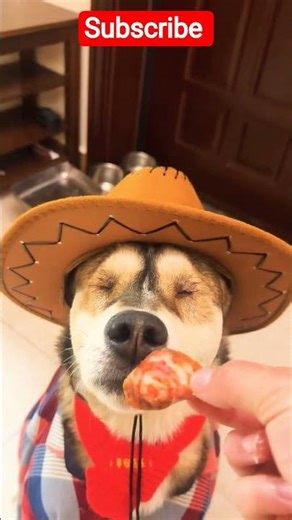 "Dog Celebrates Thanksgiving Dinner Like a Human 🦃🐕" #shorts #shortvideo #dog #viral #valentinesday