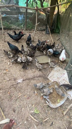 Feeding ducks #duck #easyfarming #duckrecipes #smokedduck #cooking