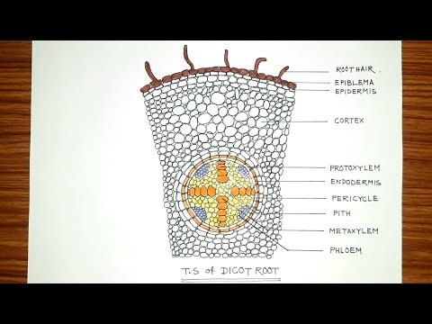 Dicot Root diagram drawing easy | Transverse section of dicot Root drawing |