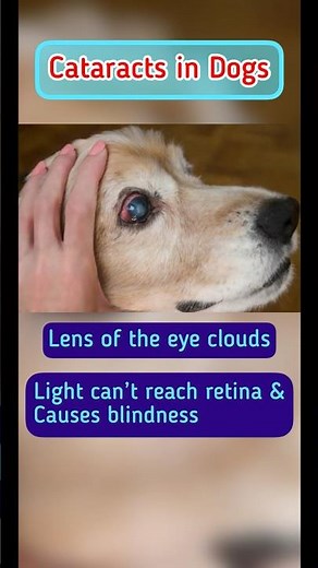 Cataracts in dogs !!! Causes, diagnosis, treatment!!! Do’s & Don’ts with dogs having cataracts