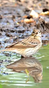 Bird shower #birds | Joshop