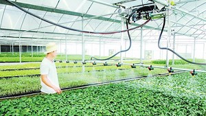 [Hot Item] Advanced Drip Irrigation System for Greenhouse Cultivation