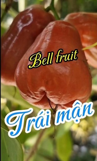 Trái mận (Bell fruit).16/1/26 #fruit, Bell fruit # mận.