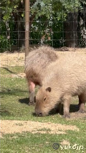 the front and back view of a capybara cute カピバラ顔とおしり可愛い #capybara #カピバラ