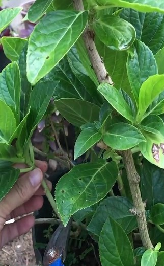 Hydrangea cuttings take root super fast with this method#growing #planting #flowerplant #anthurium #plantingroots #roses .#growing #planting #flowerPlant #anthurium #roses #roseplant #rosegarden #rosegarden #plantingseeds #plantingroots #growing #growingtree #anthurium #anthuriumhybrid #flowerplant #flowers #roseflower#tiktokmexico | Gayo Bhgw BM