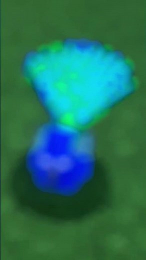 Octonauts Creatures A To Z