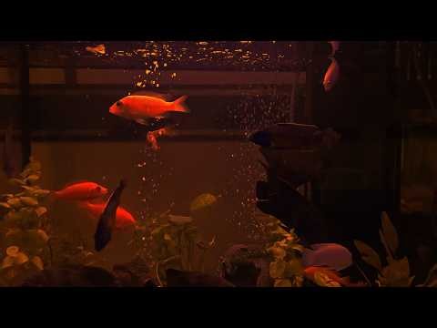 10 Hours Relaxing Fish Tank | Dark Screen Water Sounds | No Music