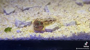 Barnacle blenny on the look out! 👀😎 | Exotic Aquatics Belfast