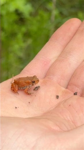 Vibrant Orange Toadlet! Metamorph American Toad