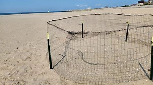 Eggs from threatened bird species stolen from nest