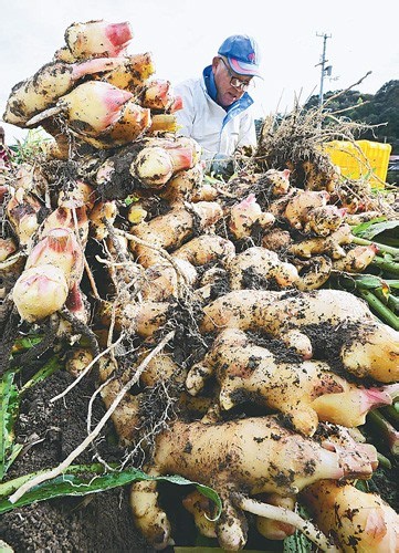 ▶動画も［活写］寝かせておいしく「囲いしょうが」（高知県土佐市） / 日本農業新聞公式ウェブサイト