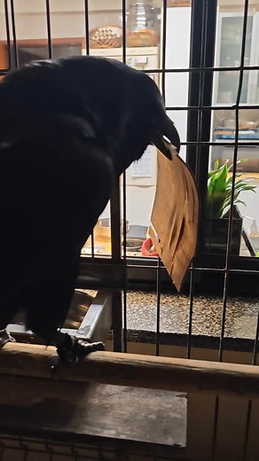 1.8K views · 109 reactions | Olá! Hello!  | Moonin Raven | Facebook