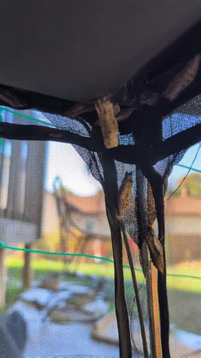 Quick video on fall leaf clean-up - it's not the only way, but it is...