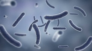 Bacteria seen by electron microscope. HD