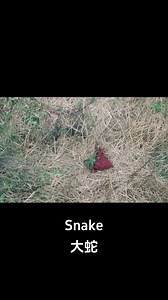 The profiteer pushed the woman towards the snake and shot her! #大蛇 #snake #优酷电影 #优酷电影 | Youku Movie