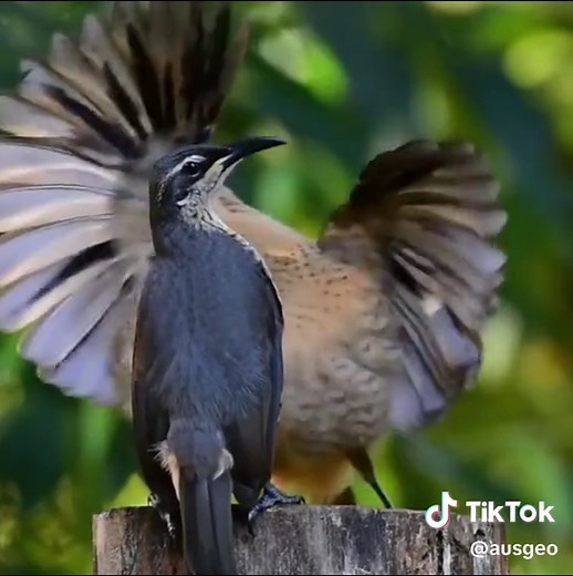 Check out these two juvenile Victoria's riflebirds practicing their mating dances! 😍 📹 @travelandwildlifephotography #ausgeo #birding #birdsoftiktok