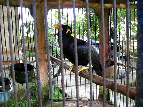 Amazing Talking Myna Bird