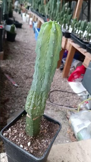 GLORP. cactus 🌵🌵🌵 graft