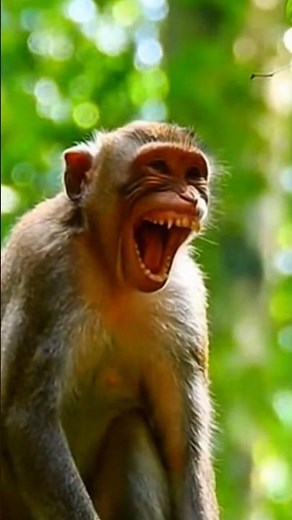 O macaco viu tudo… e não aguentou 😂🐒 #viral #humor #funny #selva