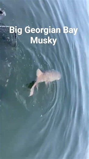 Georgian Bay Musky Fishing #fishingadventure #muskellunge