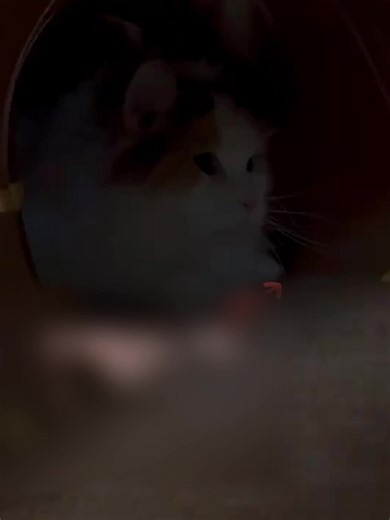 Turn playtime into paradise with our Donut-Shaped Cat Tunnel! Soft felt, multiple entrances, and stress-free hideaways for endless fun. Treat your kitty today! | FUNNYFUZZY