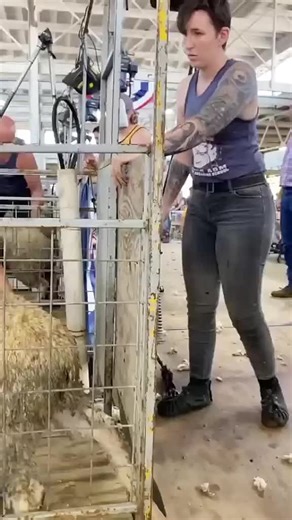 Exciting Sheep Shearing Competition Highlights