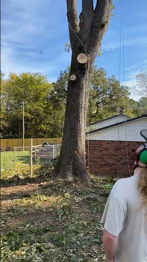 Cleveland TX's Best Tree Removal Service