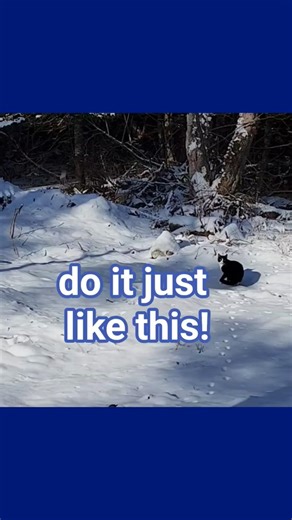 Cato's climbing tip #1 😸