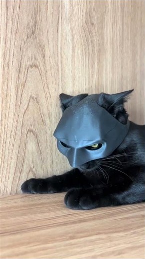 Try Not To Laugh! 😹 Ultimate Funny Cats Compilation