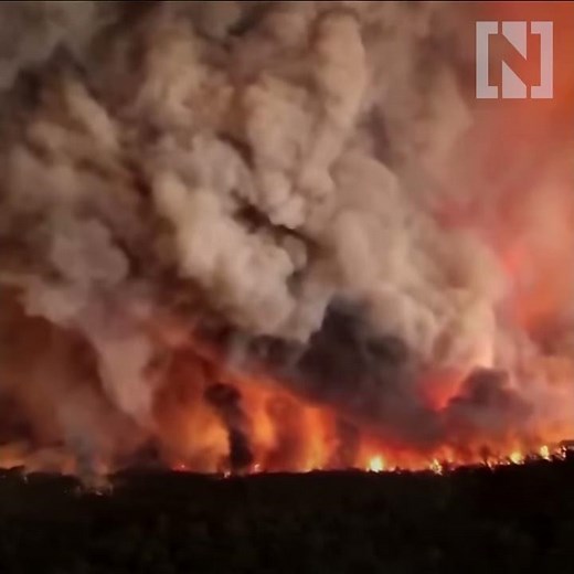 Thirsty koala drinks rain water from road