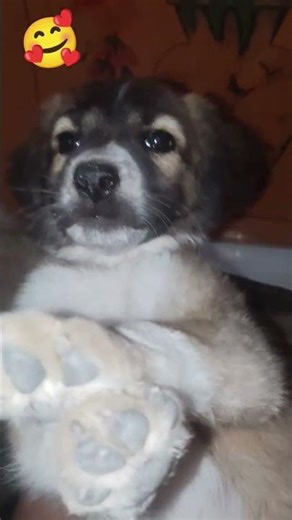 Tom funny army dog video #